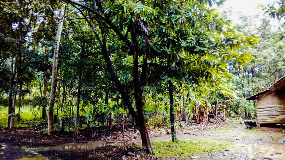 Sancang forest in the morning