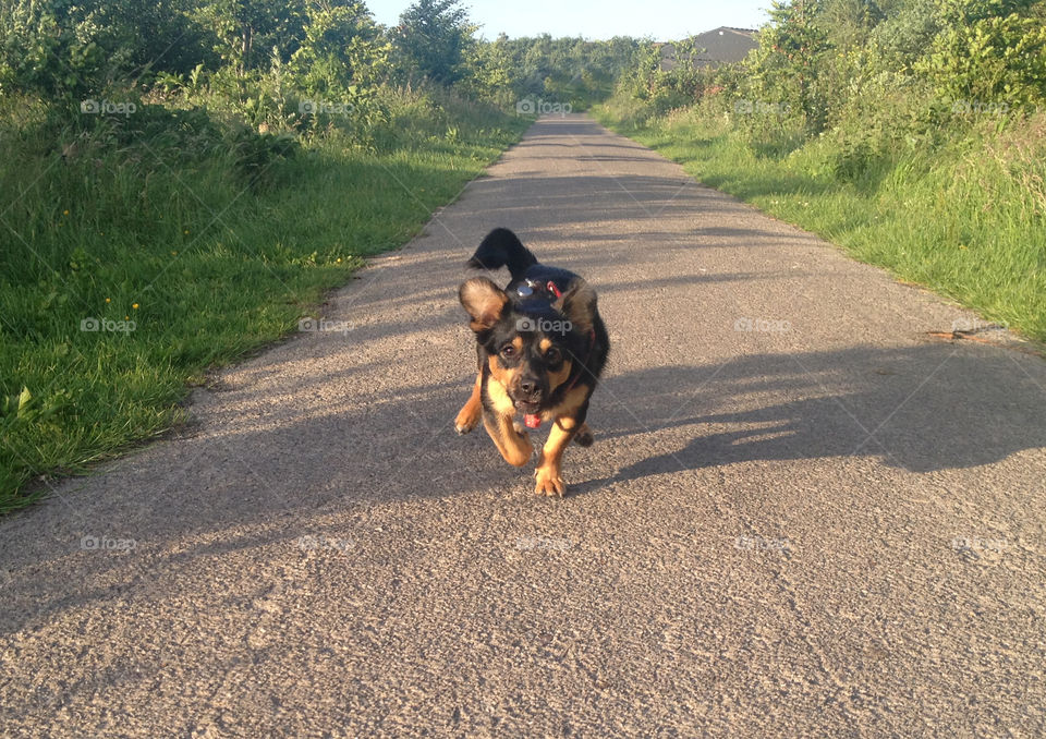 Running dog. Dog running to camera