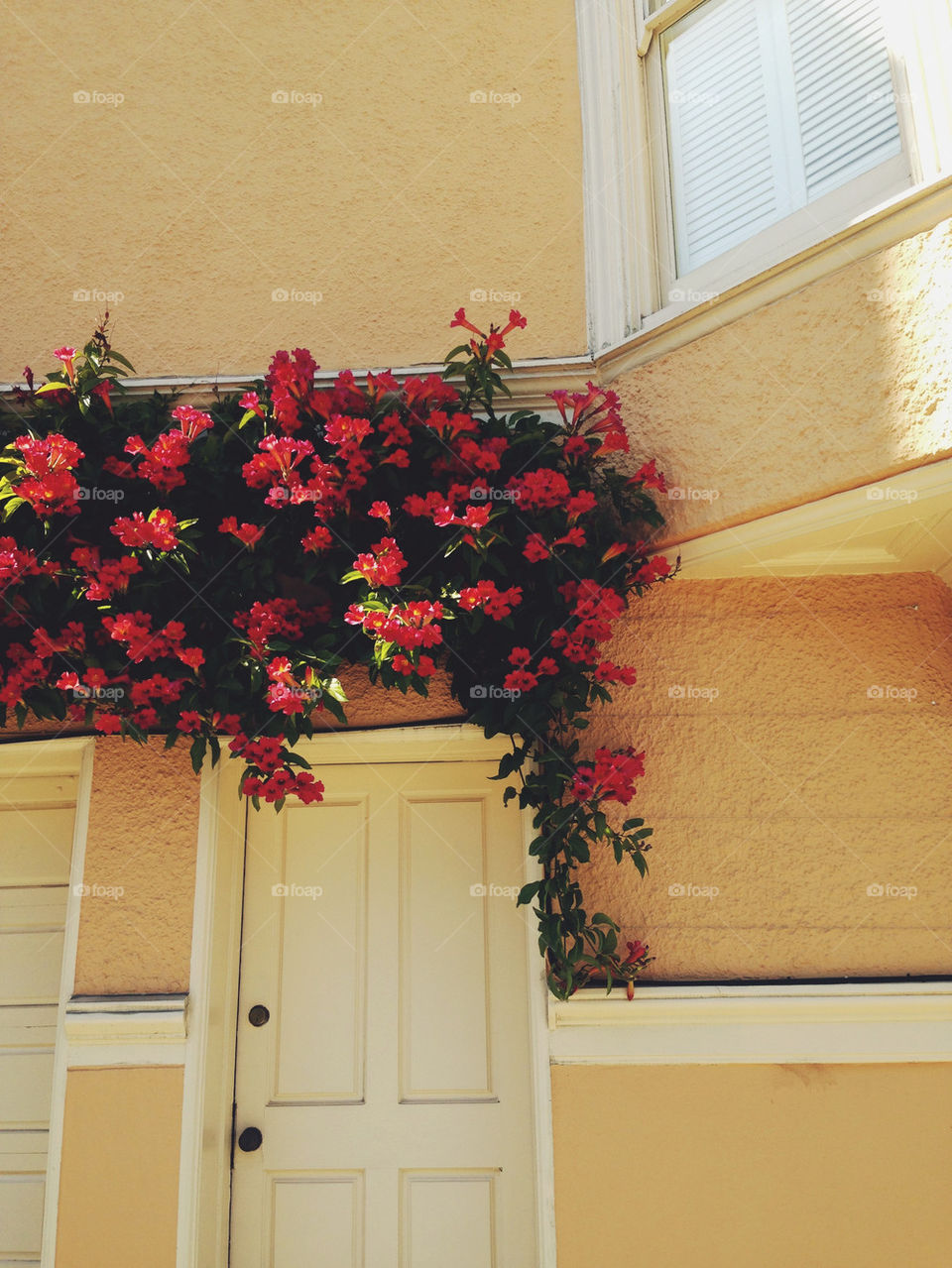 FLOWERS GROWING ON BUILDING