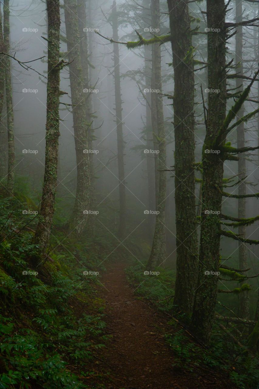 Fog and Forest