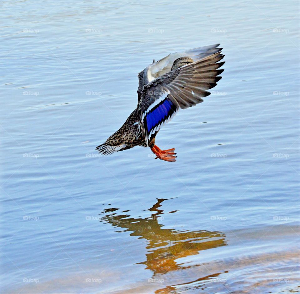 Enjoying the wildlife at rivers edge in the city Fair Oaks, watching a duck fly into the river