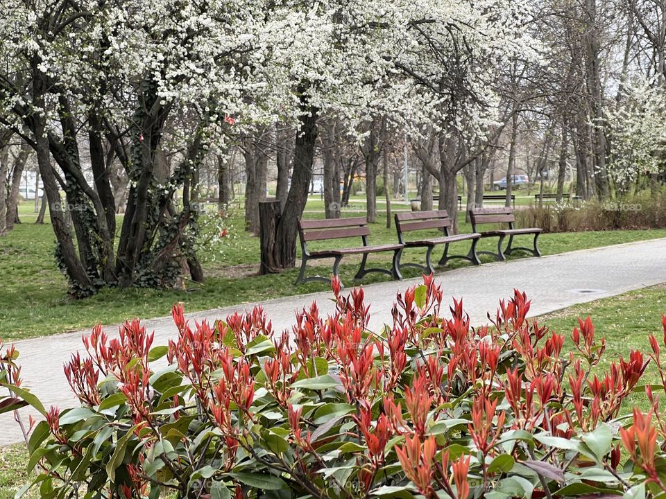 Beautiful view of park during spring 