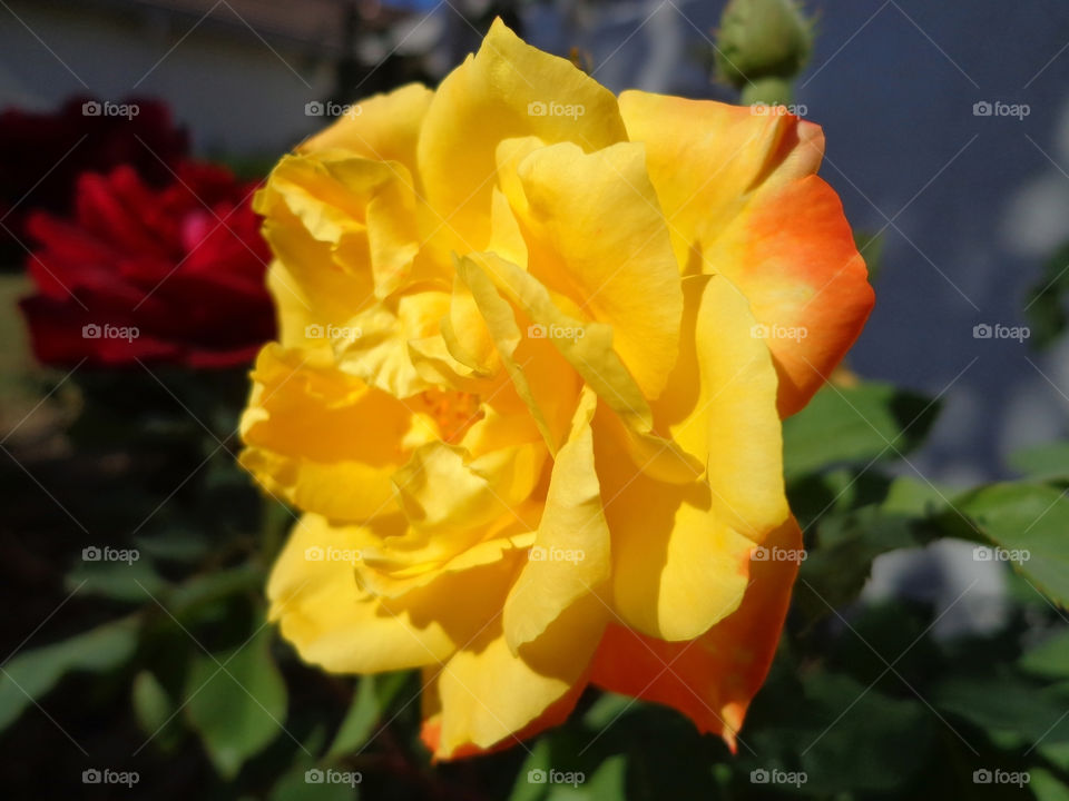 Yellow Rose Side View