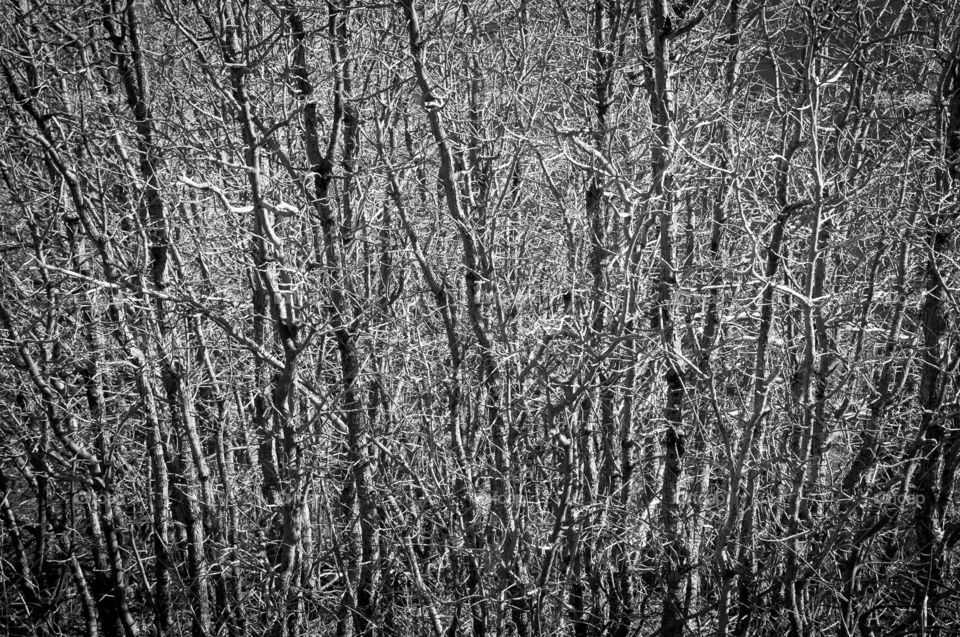 Thicket with no leaves