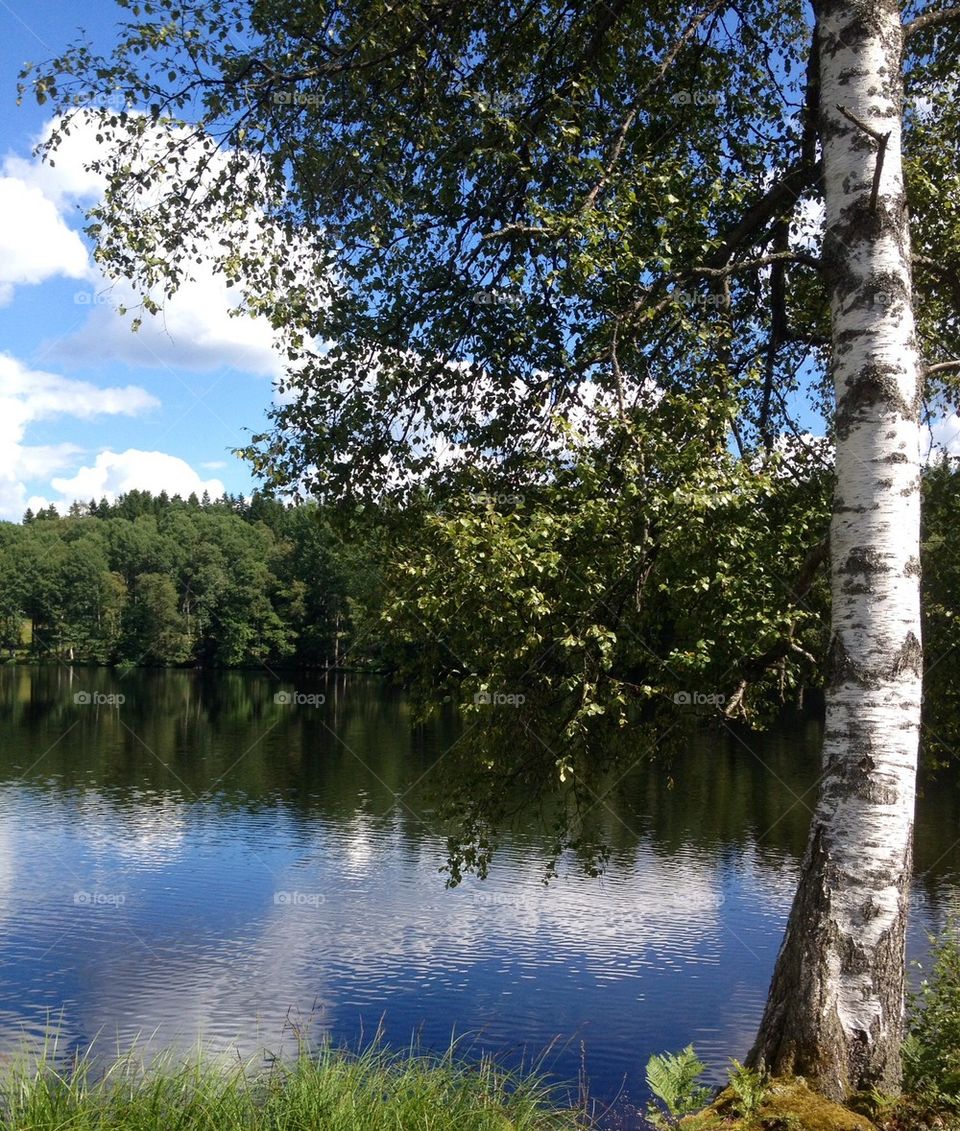 Björken vid sjön