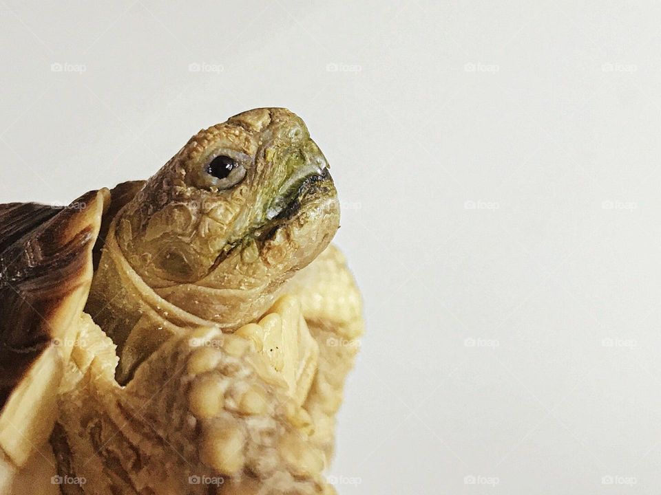 Tortoise