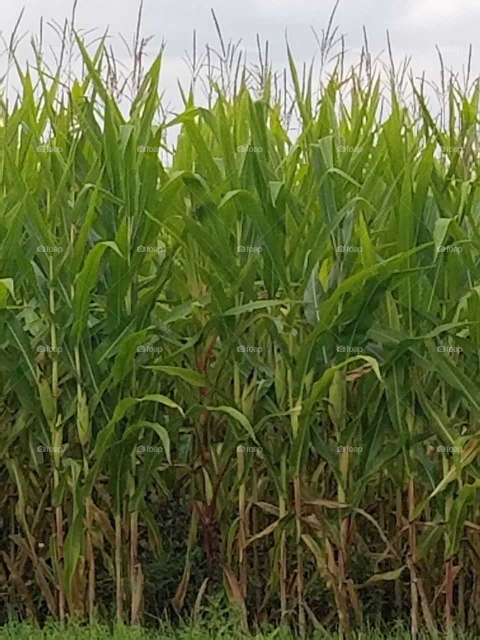 cornfield