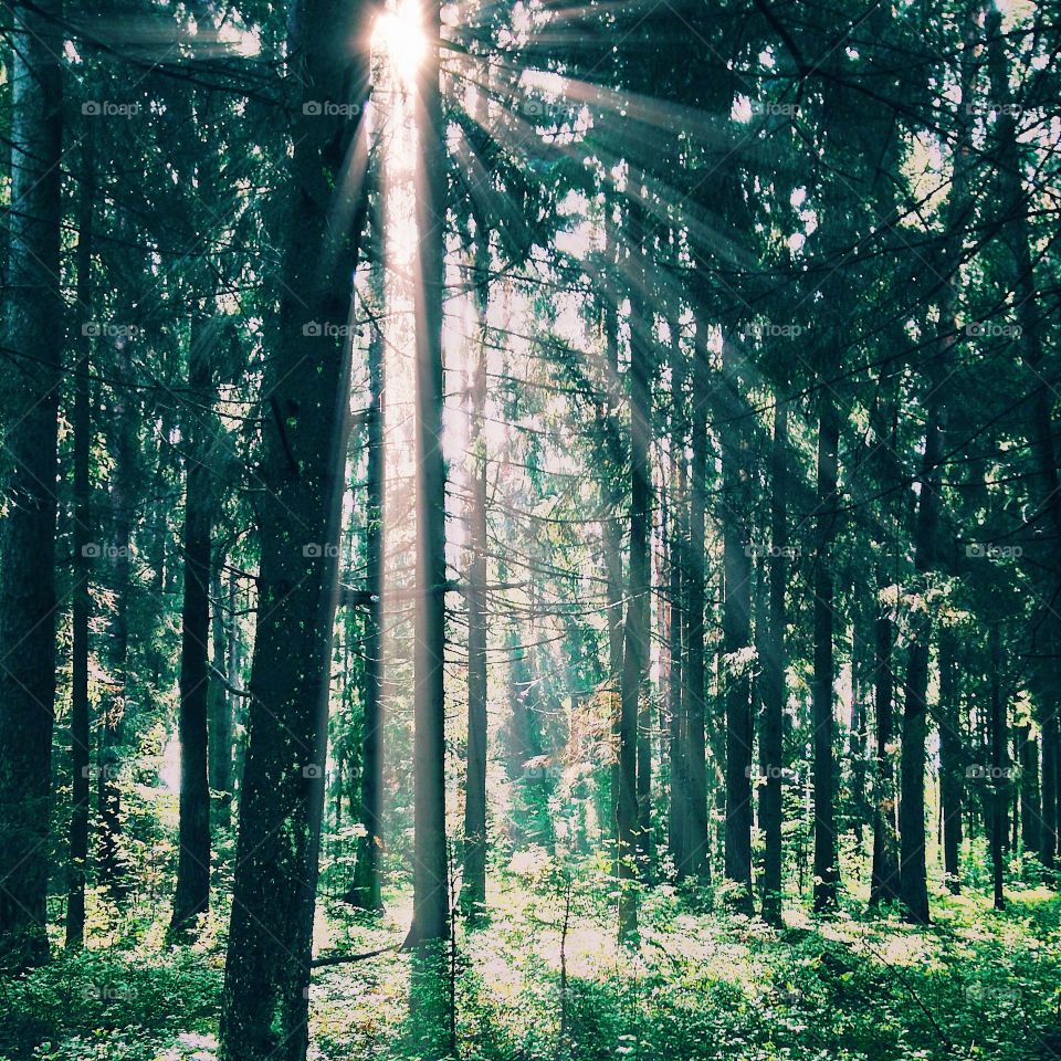 Scenic view of forest