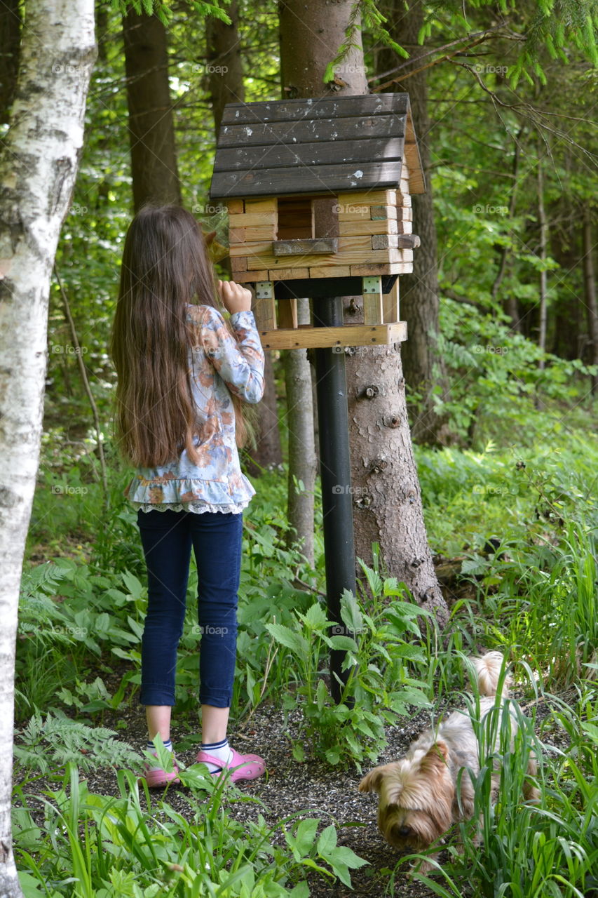 Wood, Nature, Tree, Outdoors, Summer