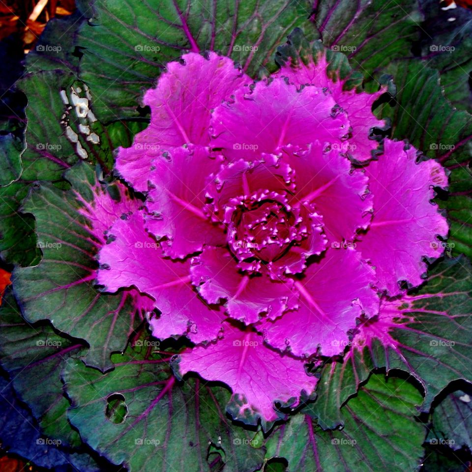 decorative cabbage