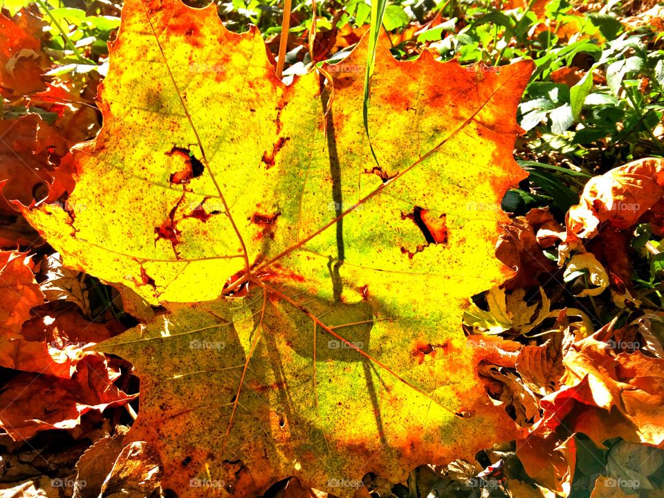 Big fall leaf 