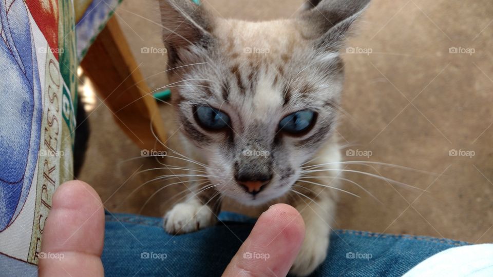 O gatinho subindo em minha perna pra ver ser tem comida em minha mão.