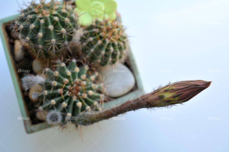 cactus flower beautiful blooming on a window house plant