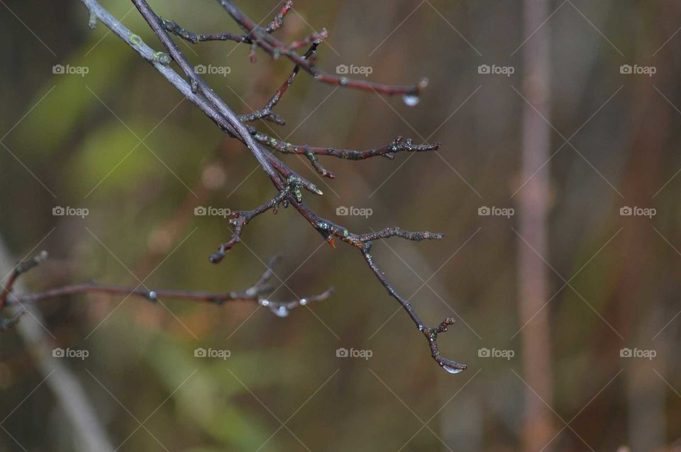 Twig in autumn after rain