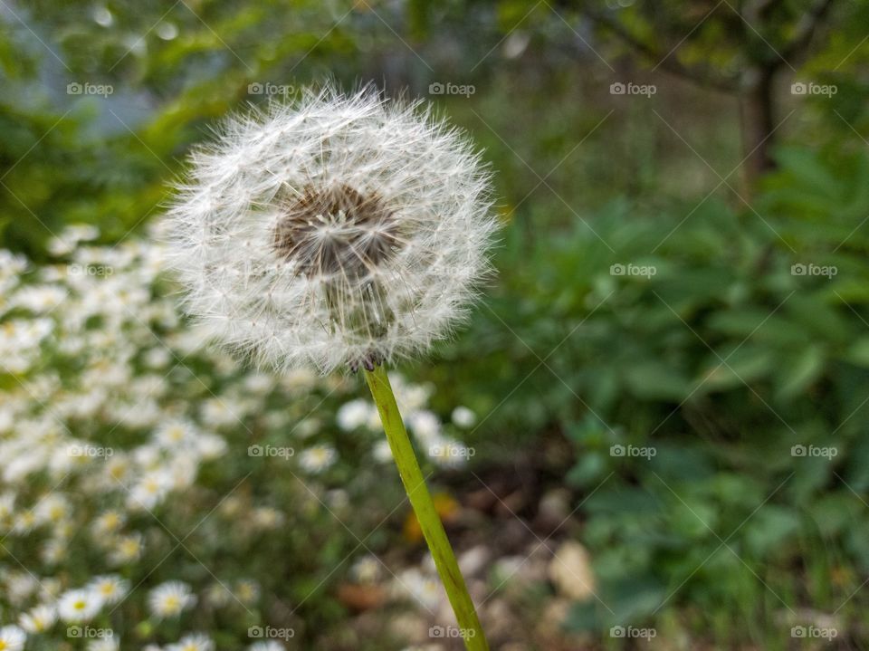 Dandelion in autumn. Dandelion seeds.