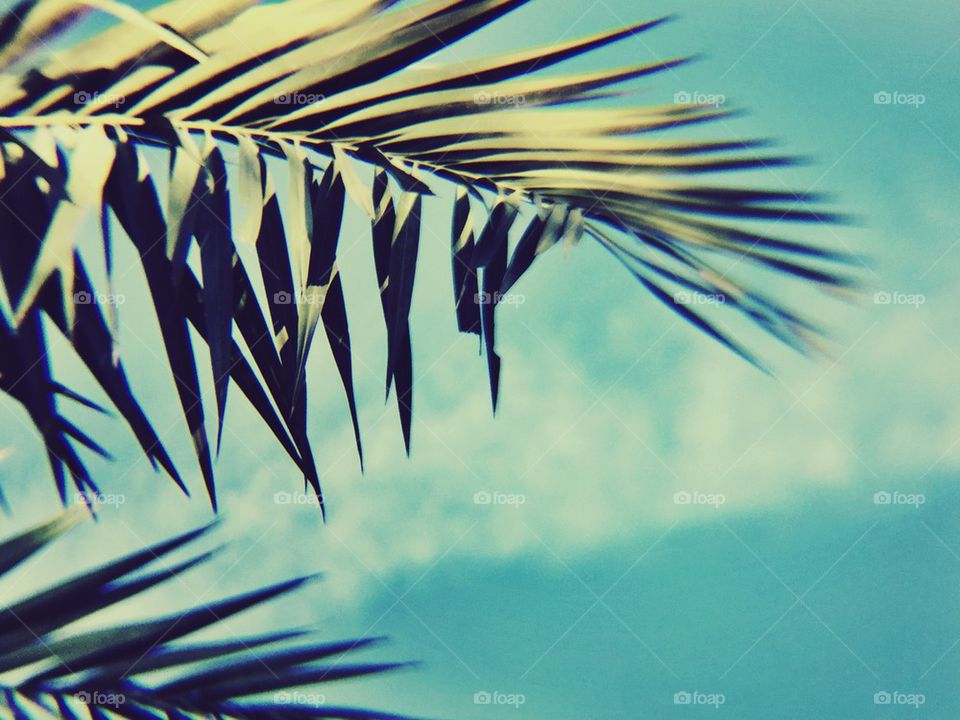 Palm leaves 