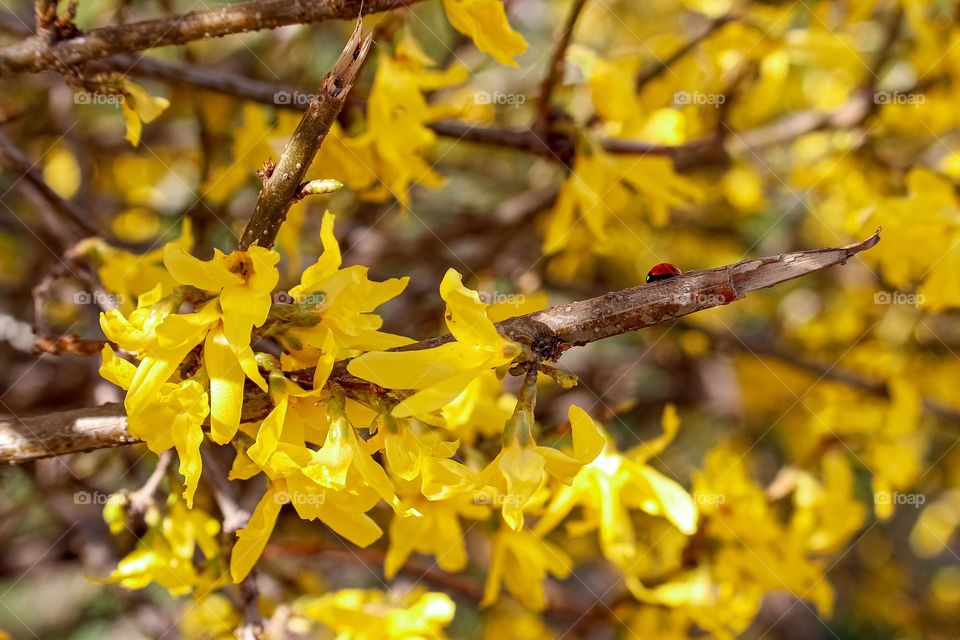 yellow spring blooming tree and a ladybug on the branch of a tree