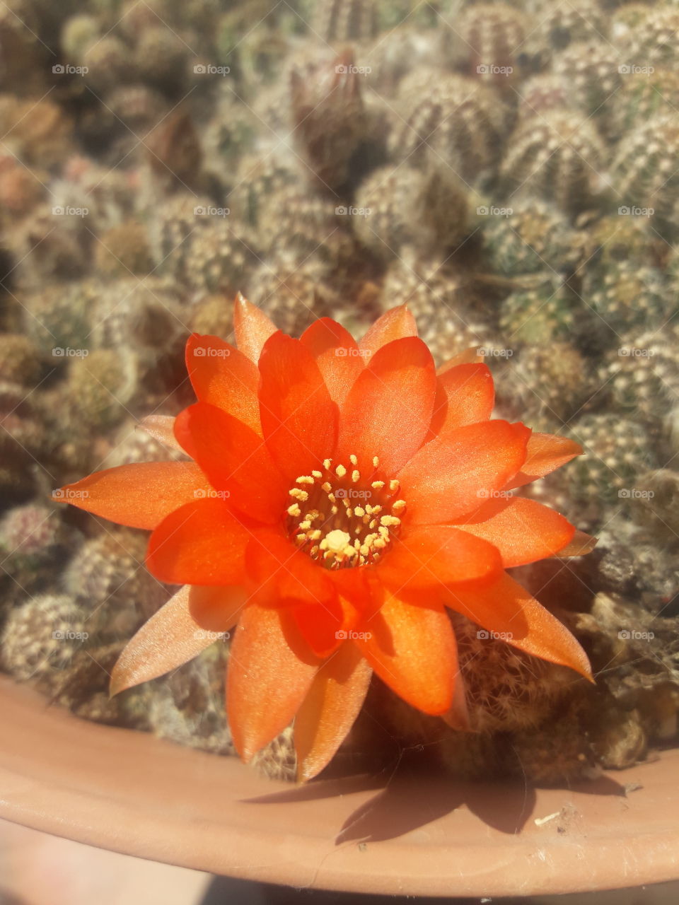 cactus red flower