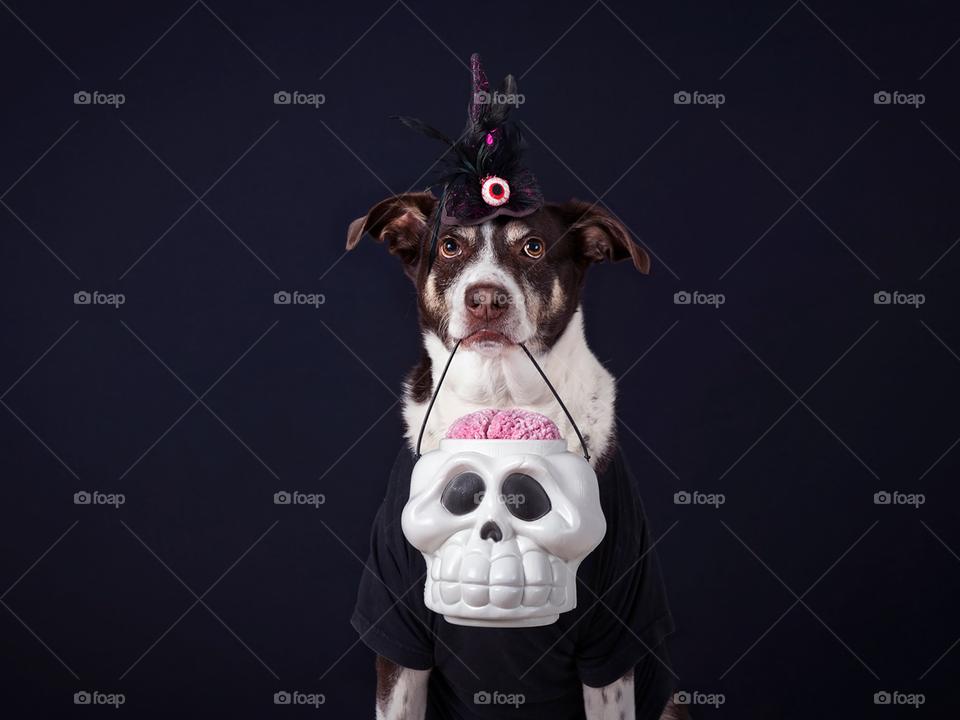 Dog in Halloween costume 