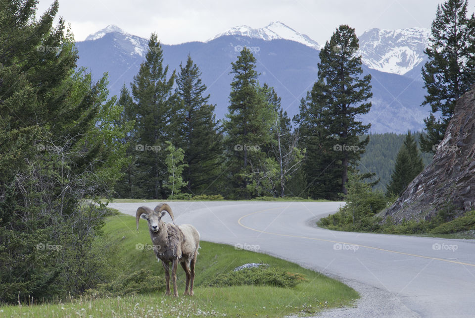Big Horn sheep in Canadian Rockies