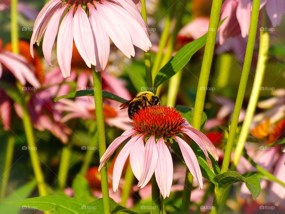 Pollination 