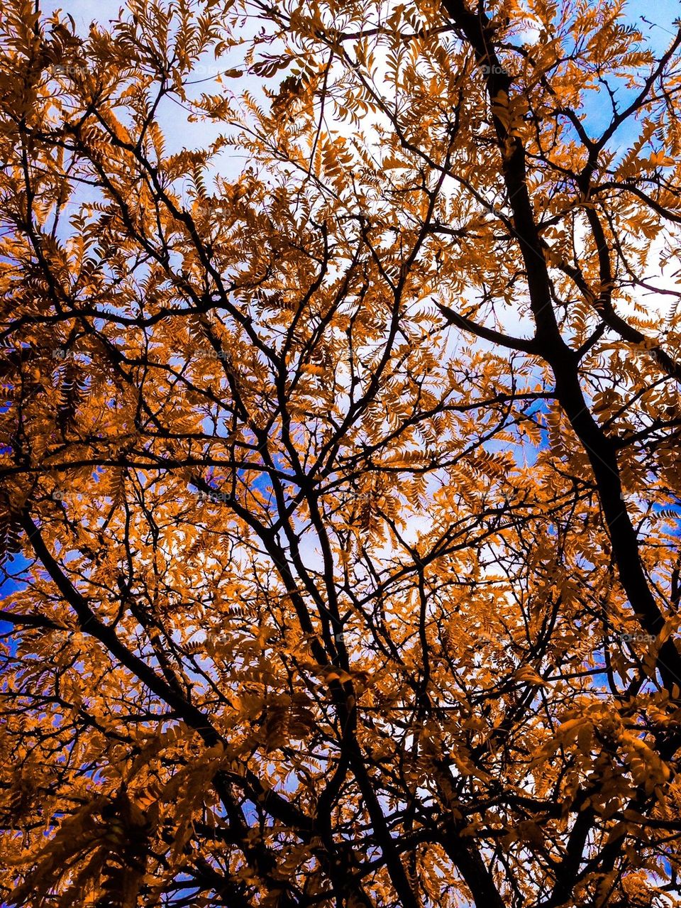 Autumn foliage 