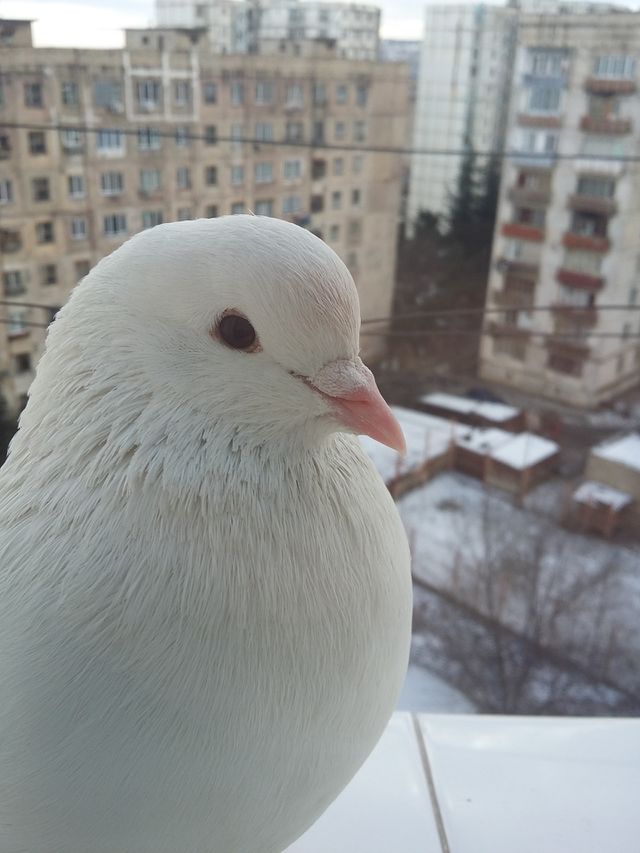 Pigeon 9