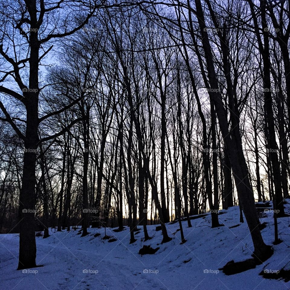 Back into the woods this morning for a sunrise run. 