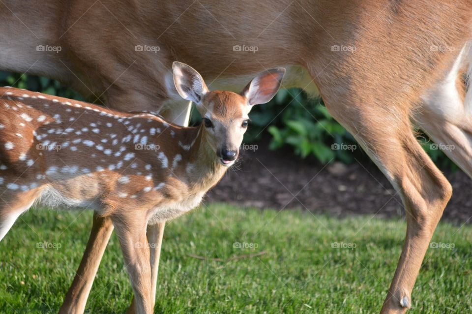 Spotted Fawn and Doe