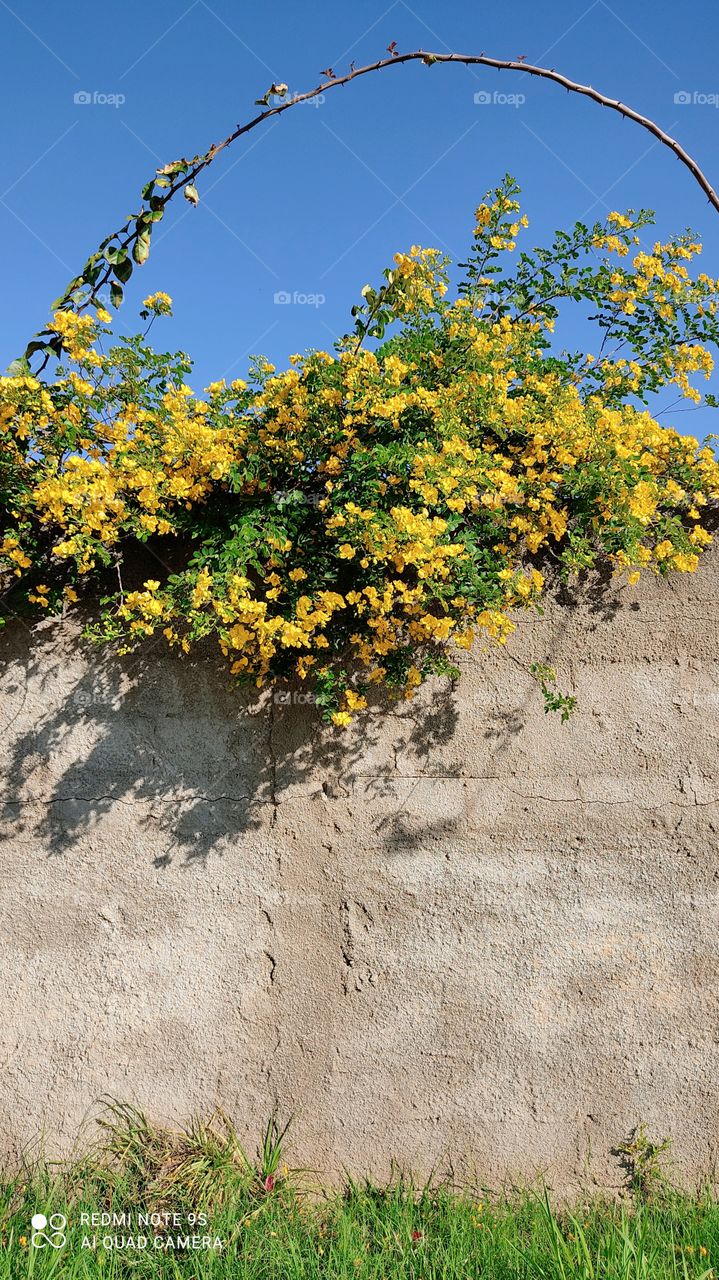 Belas flores amarelas