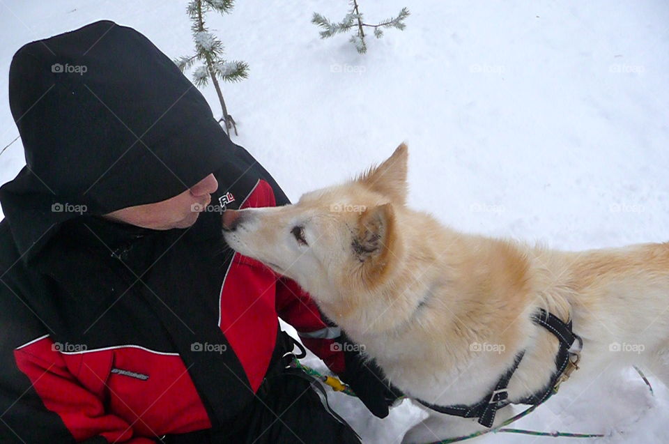 Give me a kiss! Rose, the beautiful husky is very affectionate 