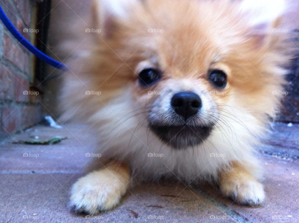 Pomeranian Dog Playing