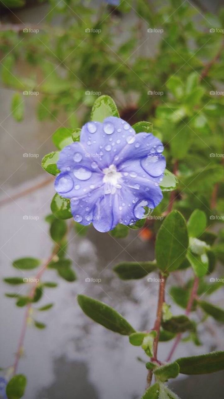 Flor do campo