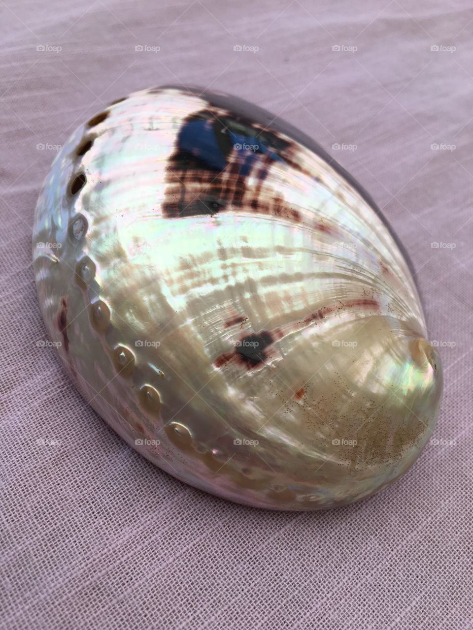 Shell
