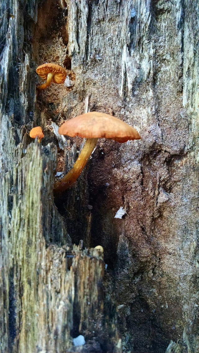 Orange mushrooms
