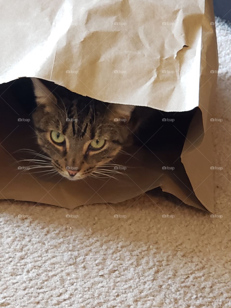 Rei is home inside his paper bag