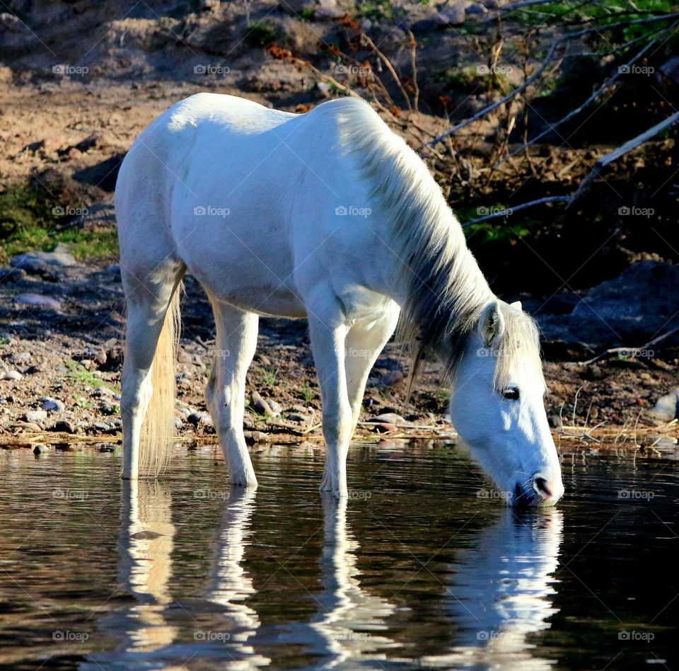 Wild Horse at Salt River