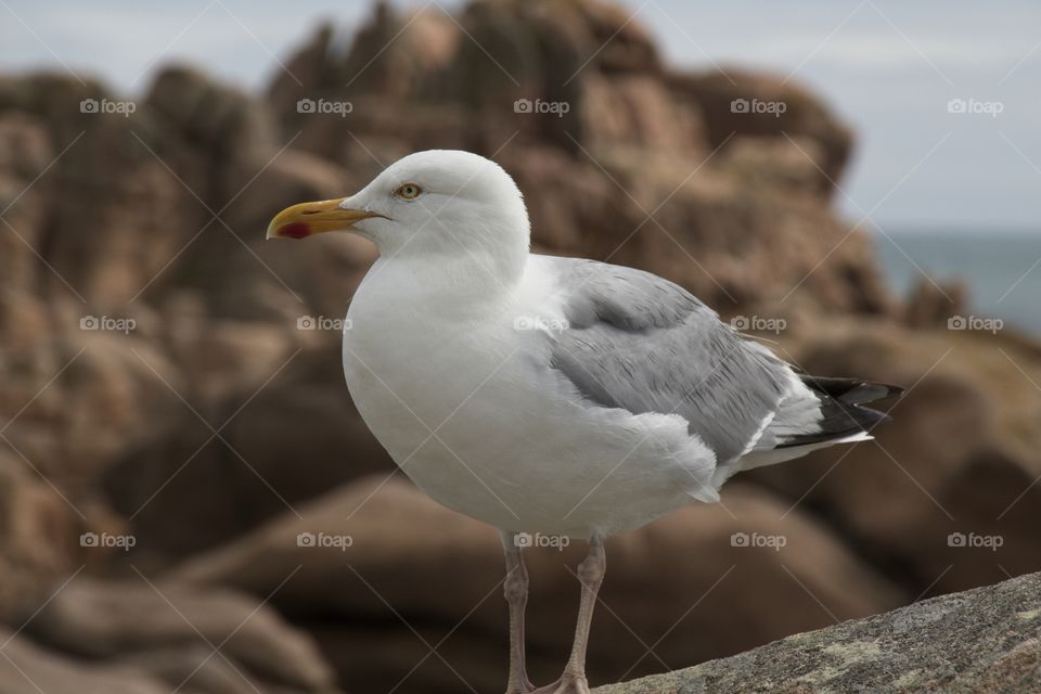 seagull on the beach