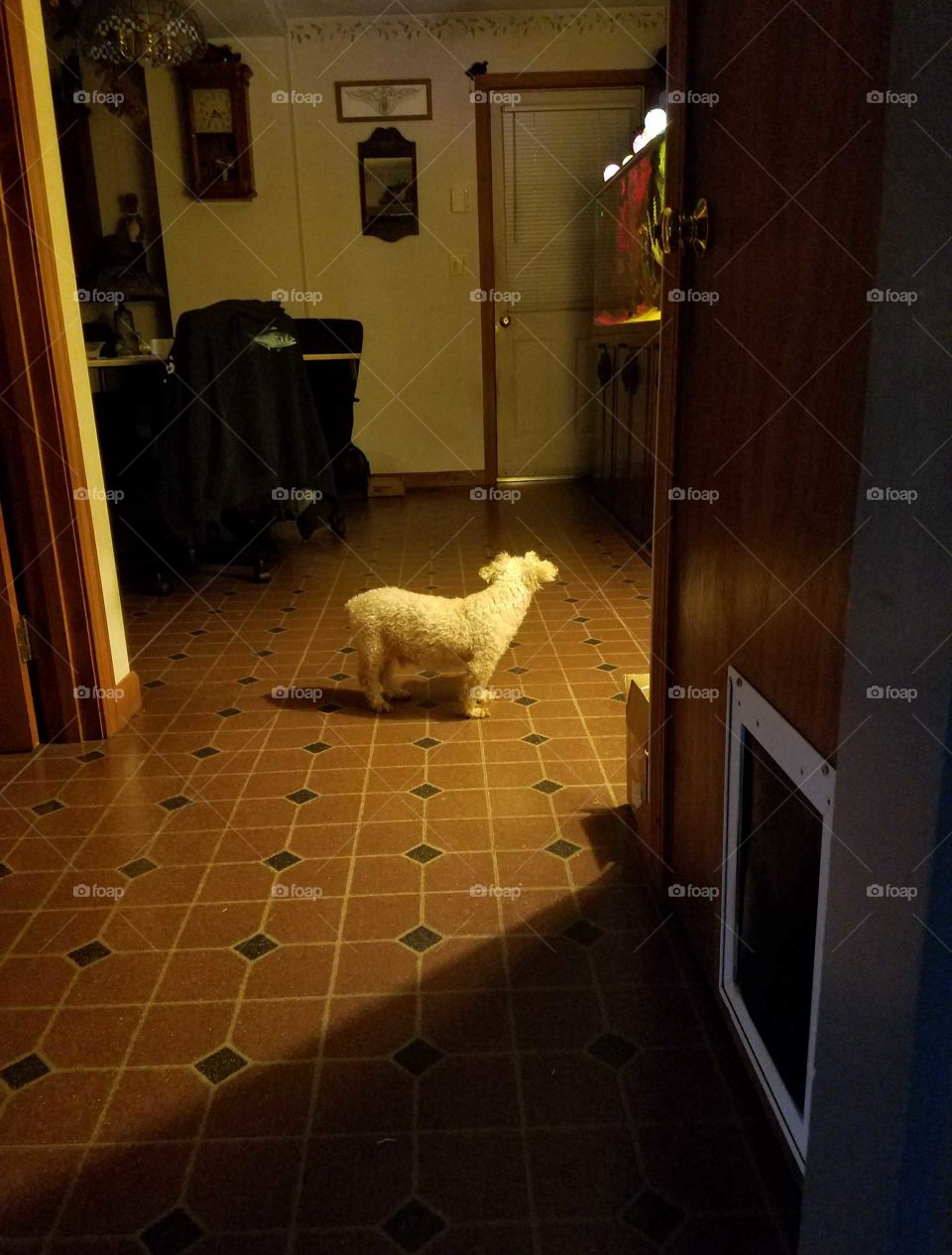 Poodle dog standing and waiting