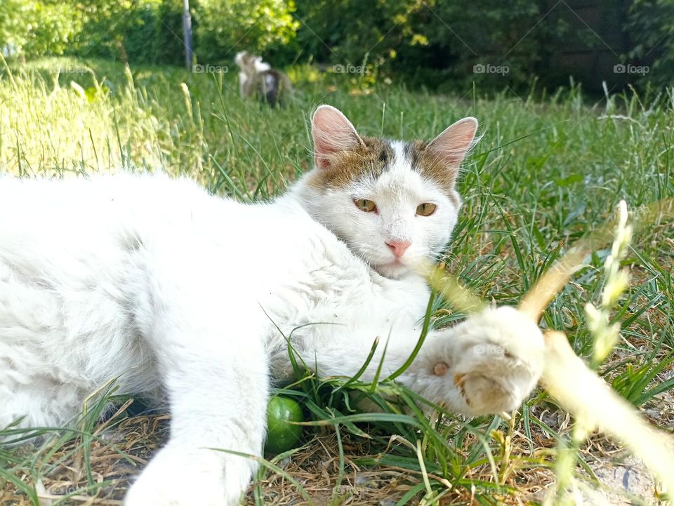 White fluffy male cat close-up. Animal photography