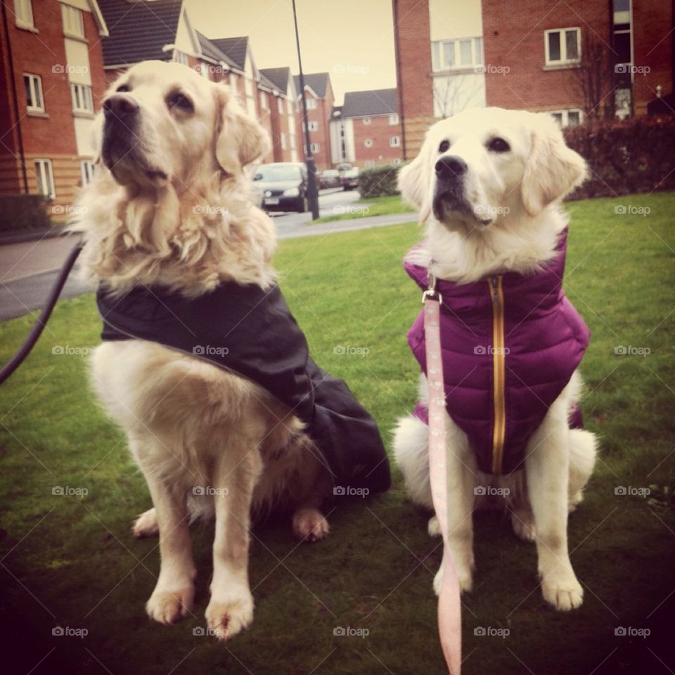 Nocas and Zoe - a golden journey