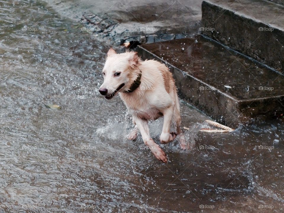 Splash! I miss our dog in the Philippines! Jisang is the happiest dog ever especially when it rains! Cant wait to see you again!