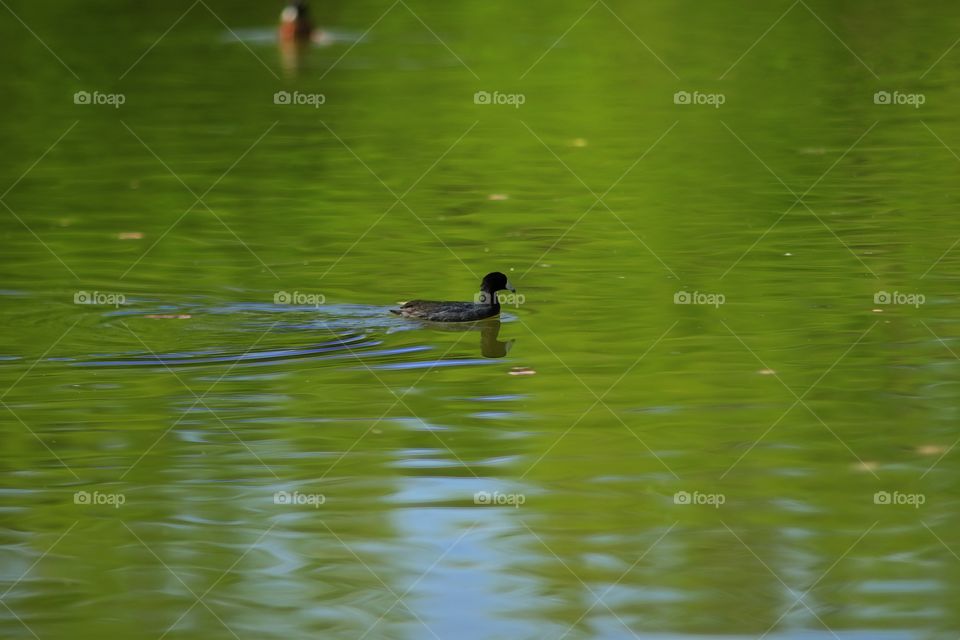 American coot
