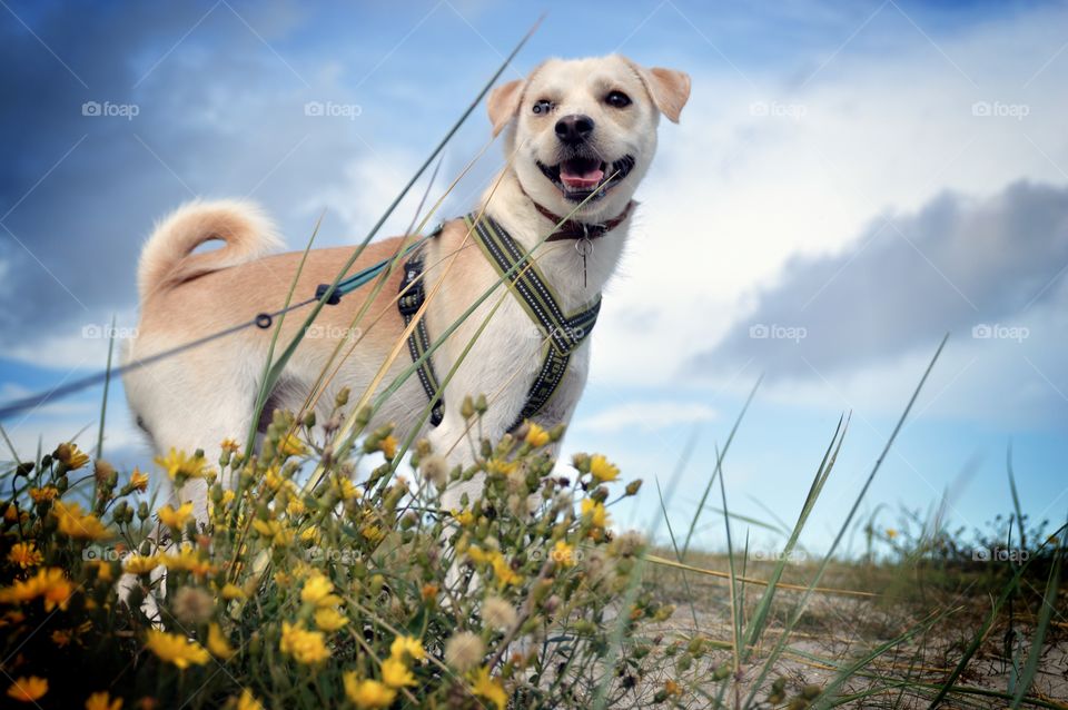 Dogcon the Beach 