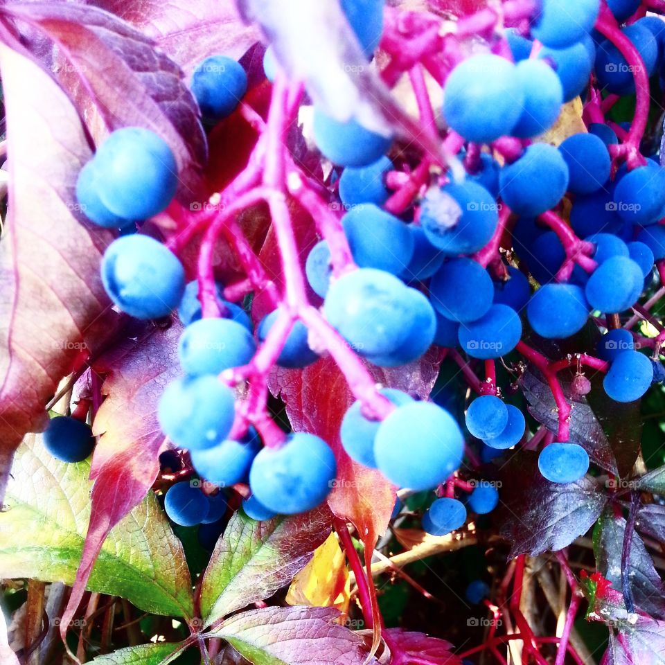 Berry blue