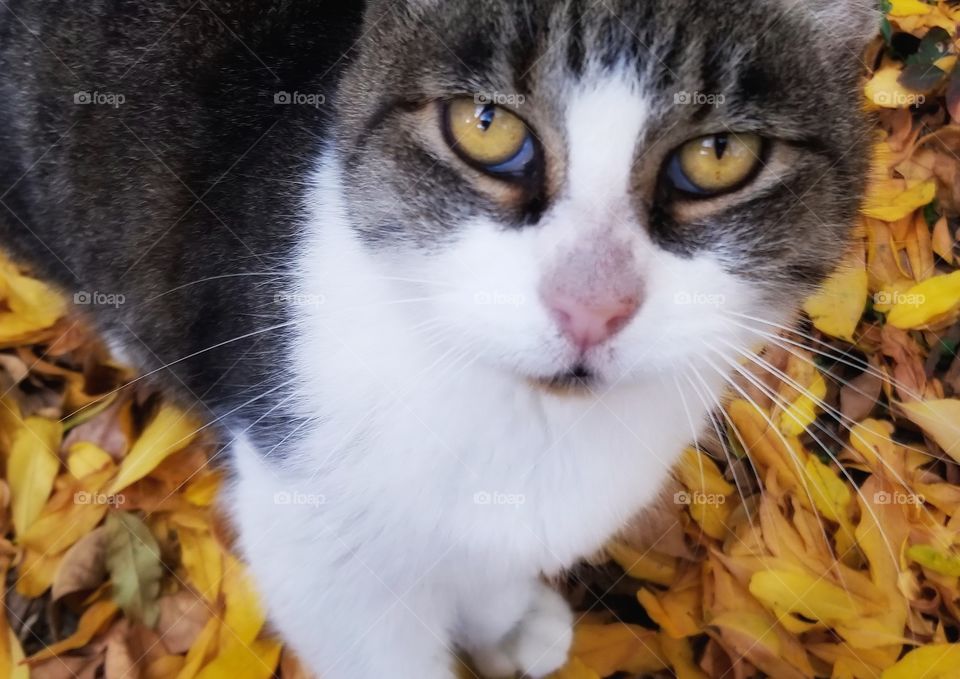 Yellow Eyed Tabby Cat in Yellow Fall Leaves