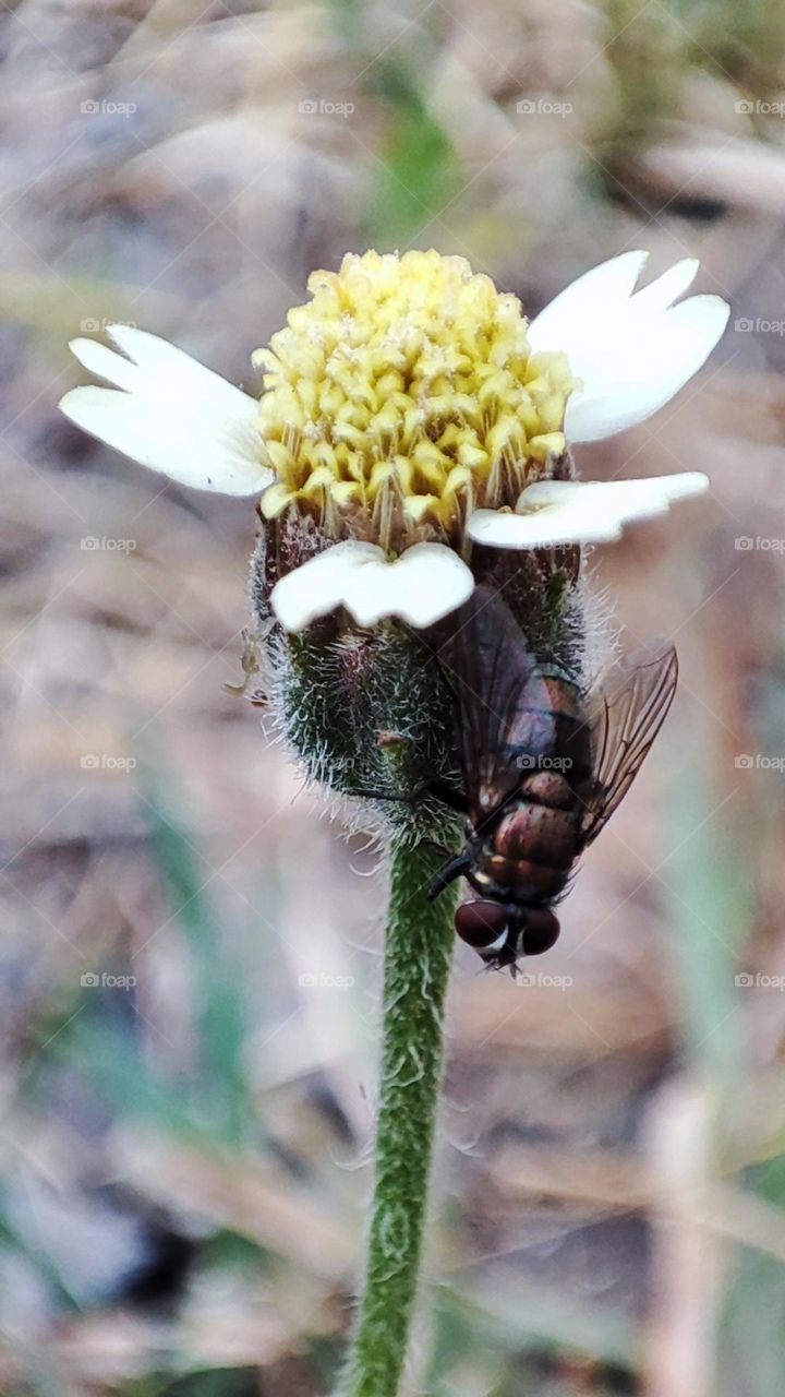 A wild flower and a fly