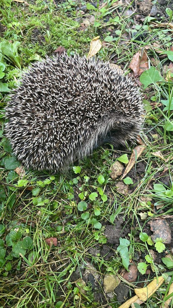 hedgehog