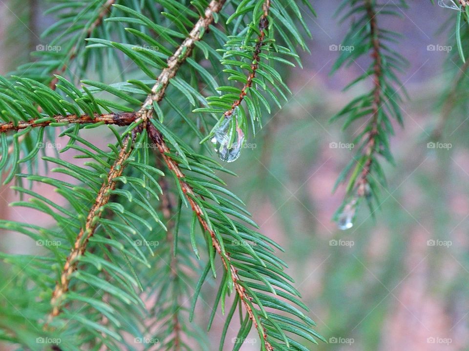 Water drops on pine branch 
