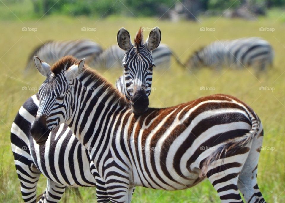 Serengeti  Zebras